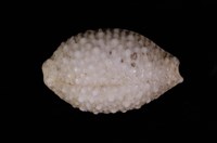 藏品(疙瘩寶螺)的圖片